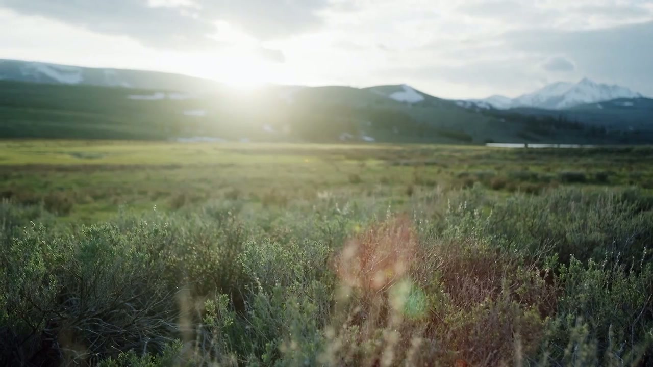 They're here to take advantage Of yellowstone'sbrief season of