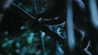 A bigger, freakier night stalker
