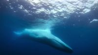A blue whale