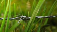 A newly-hatched praying mantis