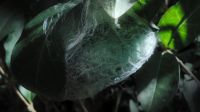 A waterproof cocoon