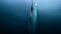 An oarfish