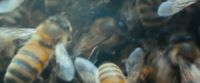 TEACHER And that is what we calla hive YAWNSREMOTE CLICKSWasps and beesmembers of the same insect familyboth with two pairs of wingsboth with stingersCan anyone tell me any differences between themMr