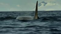 Antarctica's top predators