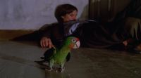 Anton? (bird squawk)
