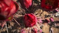 As different cacti bloom through spring and summer
