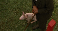 Away to me Pig