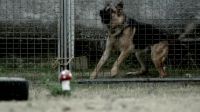 (BARKING)