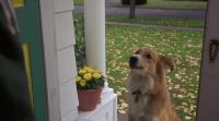 [barking]