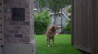 [barking]