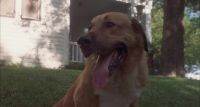 (barking)