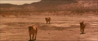 Be cool Dingoes