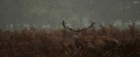 (birds chirping) (deer snorting)