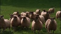 (BLEATING)