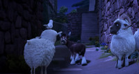 Bo where are you going