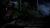 [BRANCHES SNAPPING]