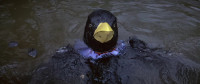 Bye bye blackbird