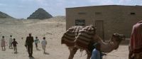 (camel grunting) (children playing)