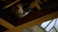 (CAT MEOWING)