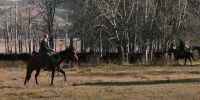 (CATTLE LOWING)