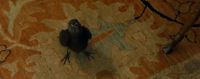 (CAWS)