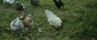 [chickens clucking]