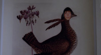 Chickenshit