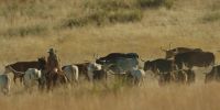 Come on, cows. Hya, hya!