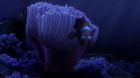 Coral?