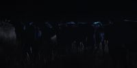 (COWS LOWING)