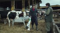 [cows mooing]