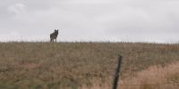 Coyote
