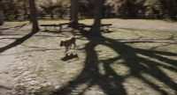 Damn It barking