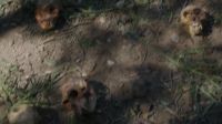 DAWSON: Animal skulls