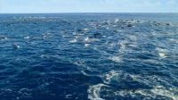 Dolphins