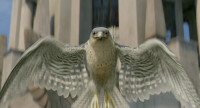 Don't hurt him Falcon