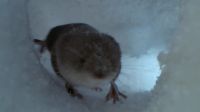 Especially for something as tiny as a water shrew