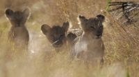 Eventually, her cubs emerge from the long grass