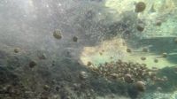 Eventually escaping to deeper water