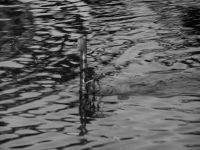 Extremely poor seamanship