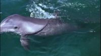 Flipper!