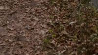 [footsteps rustling]