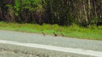 Four ducklings take their chance