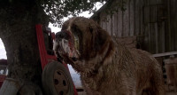 Fuck you dog
