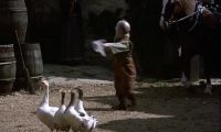 (geese chattering)