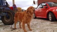 Good boy