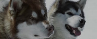Good boys