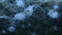 Gorging on tiny plankton