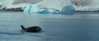 �by orcas