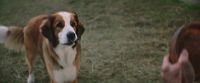 Hey. You want to play? Get ready. You have to really go after this one. Go get it. Good boy! Come on